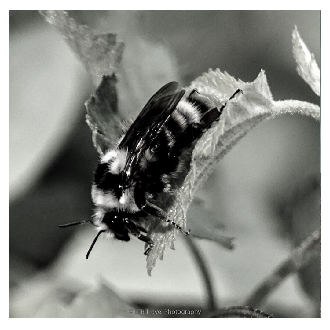 Bee in blacknwhite

day 18 black&white #rebels_united #rebel_bnw #rebel_macro #monochrome #bee #insect