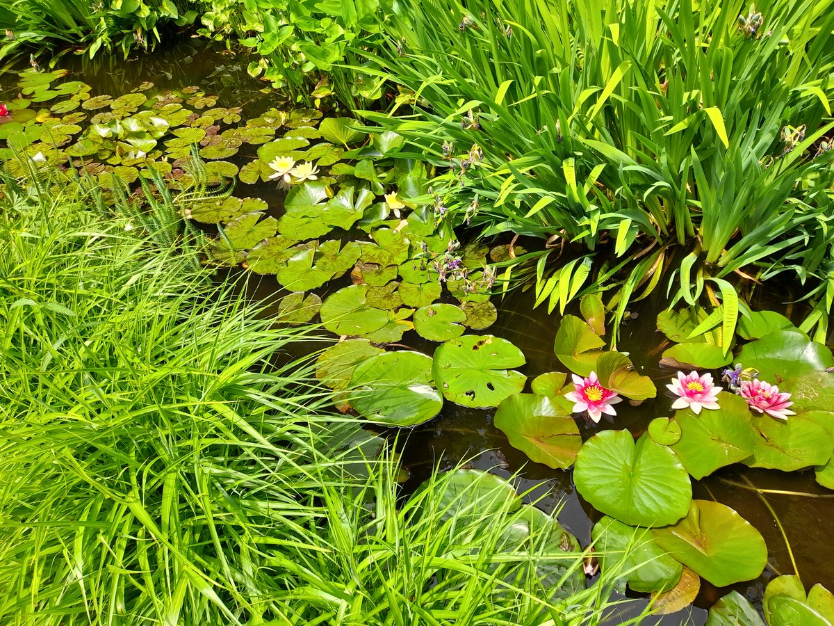 AnnievGansewink's tweet photo. Ik was bijna vergeten hoe mooi de kasteeltuin in #Hemmen is. Na vele jaren was ik er vandaag weer eens. Zo dichtbij #wageningen https://t.co/J3qxySto9Q