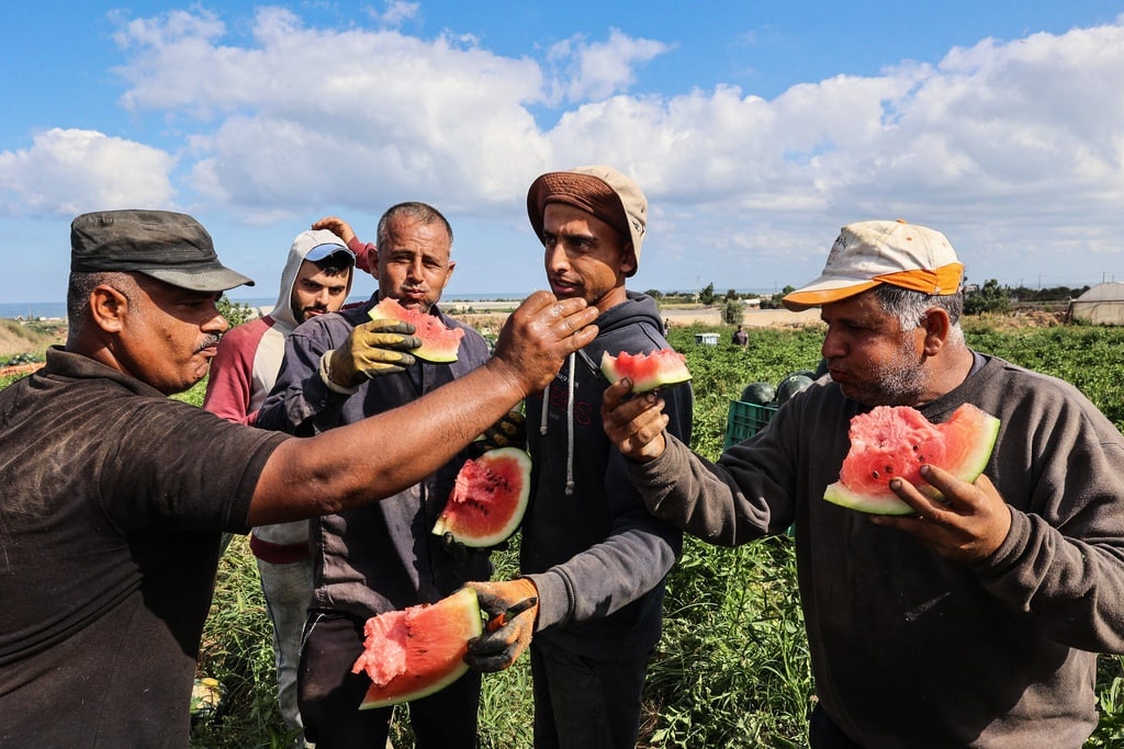 numanmazlan's tweet photo. Musim tembikai di Gaza 🍉 https://t.co/M8EnH26j76
