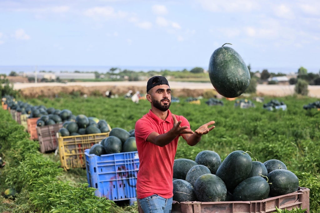 numanmazlan's tweet photo. Musim tembikai di Gaza 🍉 https://t.co/M8EnH26j76