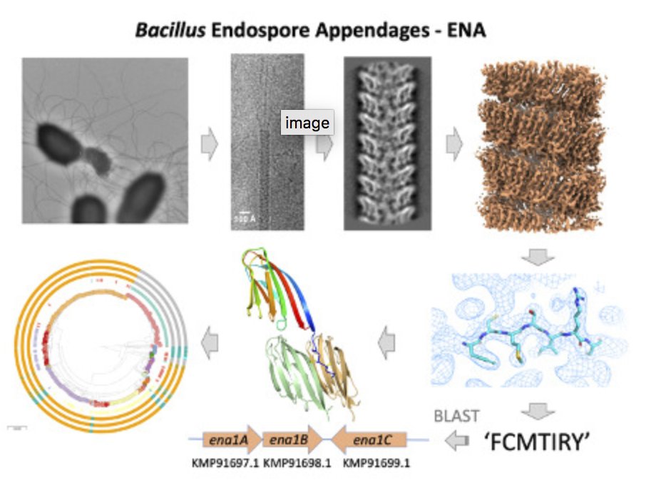 CascalesLab's tweet image. Identification and structural characterization of highly-resistant Gram positive pili at the surface of Bacillus cereus endospores. @RemautHan &apos;s lab
embopress.org/doi/abs/10.152…