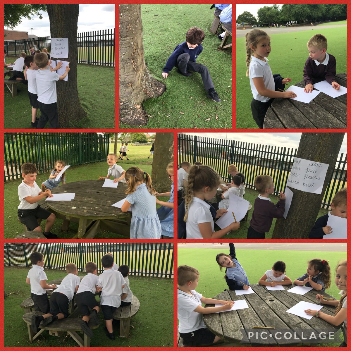 BarntonMissE's tweet photo. Another Fresh Air Friday! We have been exploring the trees on our school grounds to help us draw and label a diagram of a tree! 🌳 #BCNPScience @BarntonMrsL @BarntonMrsM @BarntonMrsSc https://t.co/1STVJsZ5mq