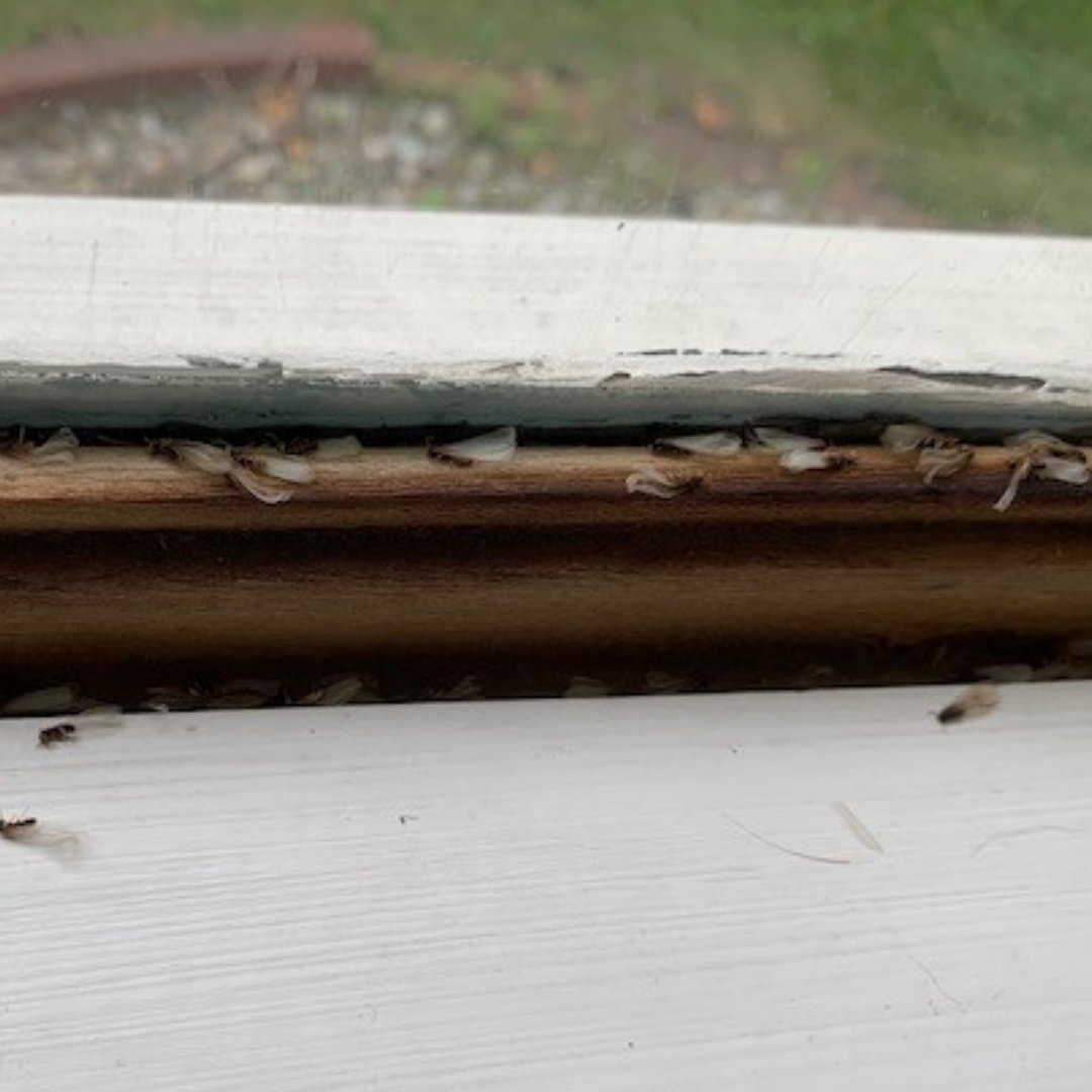 Cooper Pest Solutions tweet media