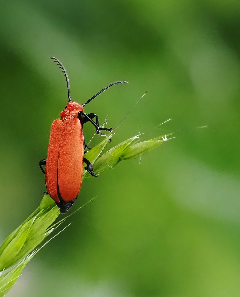 MendipBlue's tweet photo. I saw this cardinal beetle at the Shapwick Heath NNR on the Somerset Levels #cardinalbeetle #beetle #insect #nature #macro #wildlife #shapwickheath #somersetlevels #somerset @AvalonMarshes @NESouthWest @NaturalEngland https://t.co/CwYyAZ2AuV