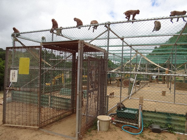 bouliboulibouli's tweet image. Plus un zoo fait venir d'animaux, plus il a besoin de cages et de surveillants.