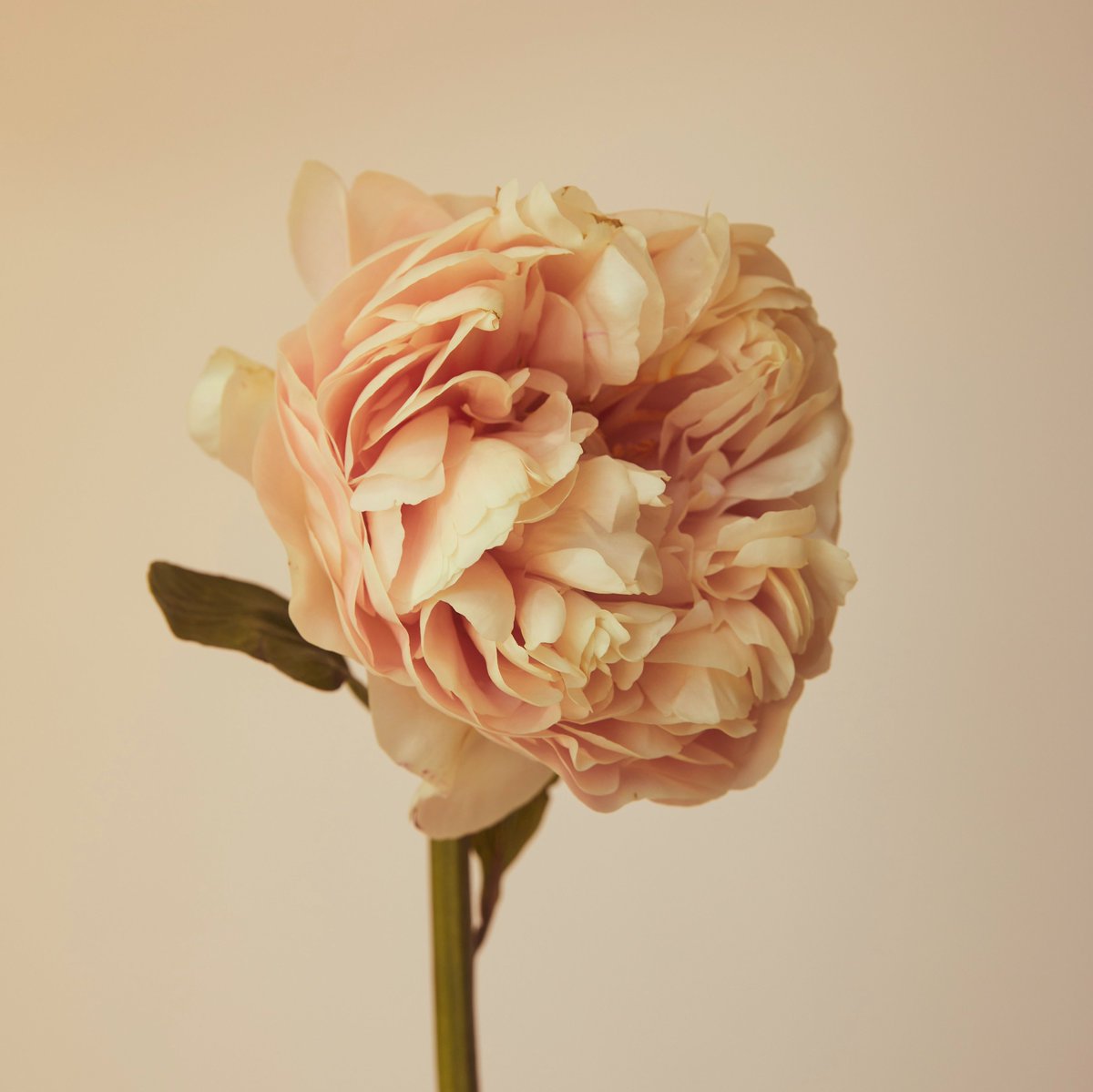The bloom of a friendship is the beginning of a wonderful relationship.

#Coupledom #SableLabs