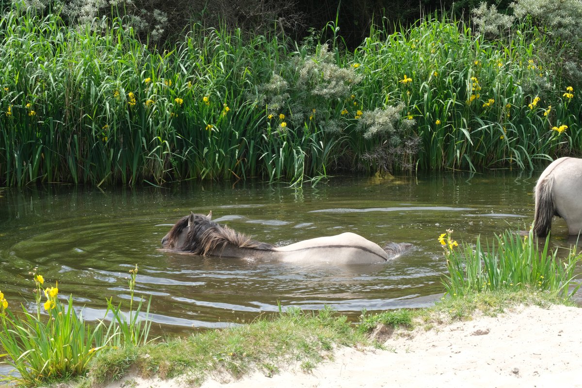 Een idyllisch plekje om te badderen, zo tussen de gele lissen #koniks #oranjezon <a href="/ZeeuwsLand/">HetZeeuwseLandschap</a> <a href="/FREE_Nature/">FREE Nature</a>