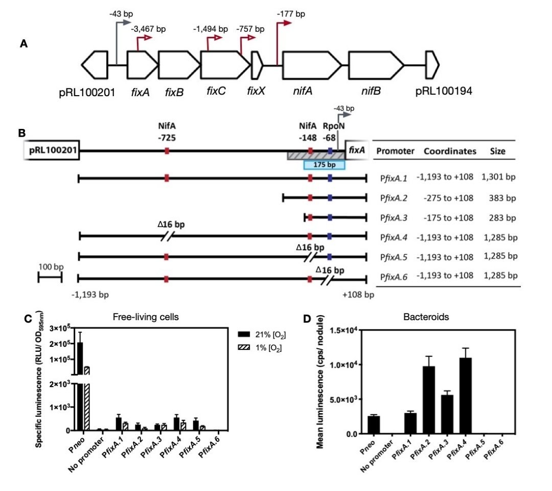 carmen_agro's tweet photo. Glad to be part of the new @PooleLabOxford paper with @oxengsci! Regulation &amp; characterization of mutants of fixABCX in Rhizobium leguminosarum - @isabelwebb's work about the role &amp; regulation of electron transfer flavoproteins essential for N2-fixation ➡️https://t.co/Y458ZuYkkf https://t.co/J6qh3AsD4h