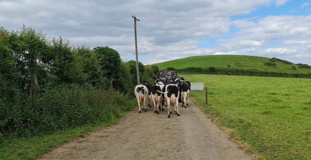 CryptoSpider0x's tweet photo. #cowtime #grasstomilk https://t.co/5frasTxWFG