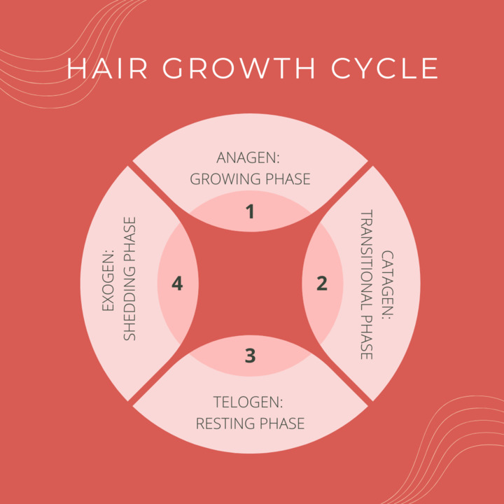 Did you know that your hair goes through a cycle of growth? Understanding the hair growth cycle is important when it comes to optimizing hair growth and reducing hair shedding. Visit our website to learn more! 

#hairloss #lasercap #haircycle