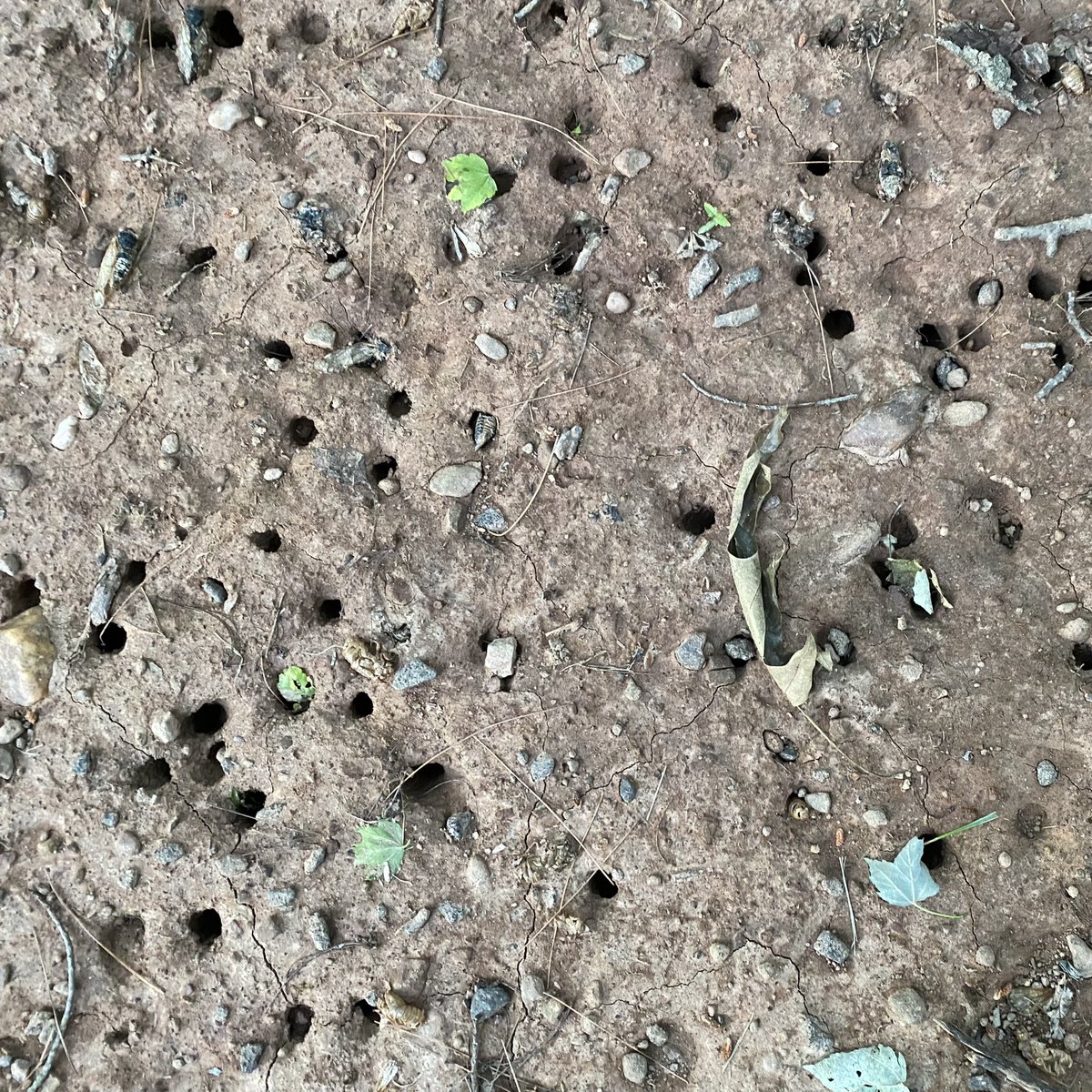 Jeff Herge (@jeffherge) on Twitter photo The Cicadas did a nice job aerating the soil.
#cicadas #BroodX <a href="/scottbroom/">Scott Broom</a> <a href="/WUSA9/">WUSA9</a> <a href="/abaskerville10/">Aaron Baskerville</a> @SteveSosnaNBC <a href="/augensteinWTOP/">Neal Augenstein</a> <a href="/TenaciousTopper/">Topper Shutt</a> <a href="/cicada/">レーナ</a> <a href="/cicada_guy/">Cicada Guy</a>
<a href="/hbwx/">Howard Bernstein</a> The Cicadas did a nice job aerating the soil.
#cicadas #BroodX <a href="/scottbroom/">Scott Broom</a> <a href="/WUSA9/">WUSA9</a> <a href="/abaskerville10/">Aaron Baskerville</a> @SteveSosnaNBC <a href="/augensteinWTOP/">Neal Augenstein</a> <a href="/TenaciousTopper/">Topper Shutt</a> <a href="/cicada/">レーナ</a> <a href="/cicada_guy/">Cicada Guy</a>
<a href="/hbwx/">Howard Bernstein</a>