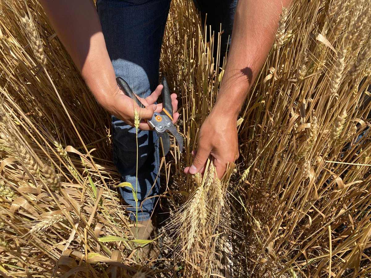There’s not a whole lot of Precision Ag work been done on winter wheat...So we’re doing it at <a href="/agrilytics/">Advanced Agrilytics</a> Matching input needs spatially - based on what each plant needs in its specific environment (for wheat!) sounds like fun to me 🌾🌾