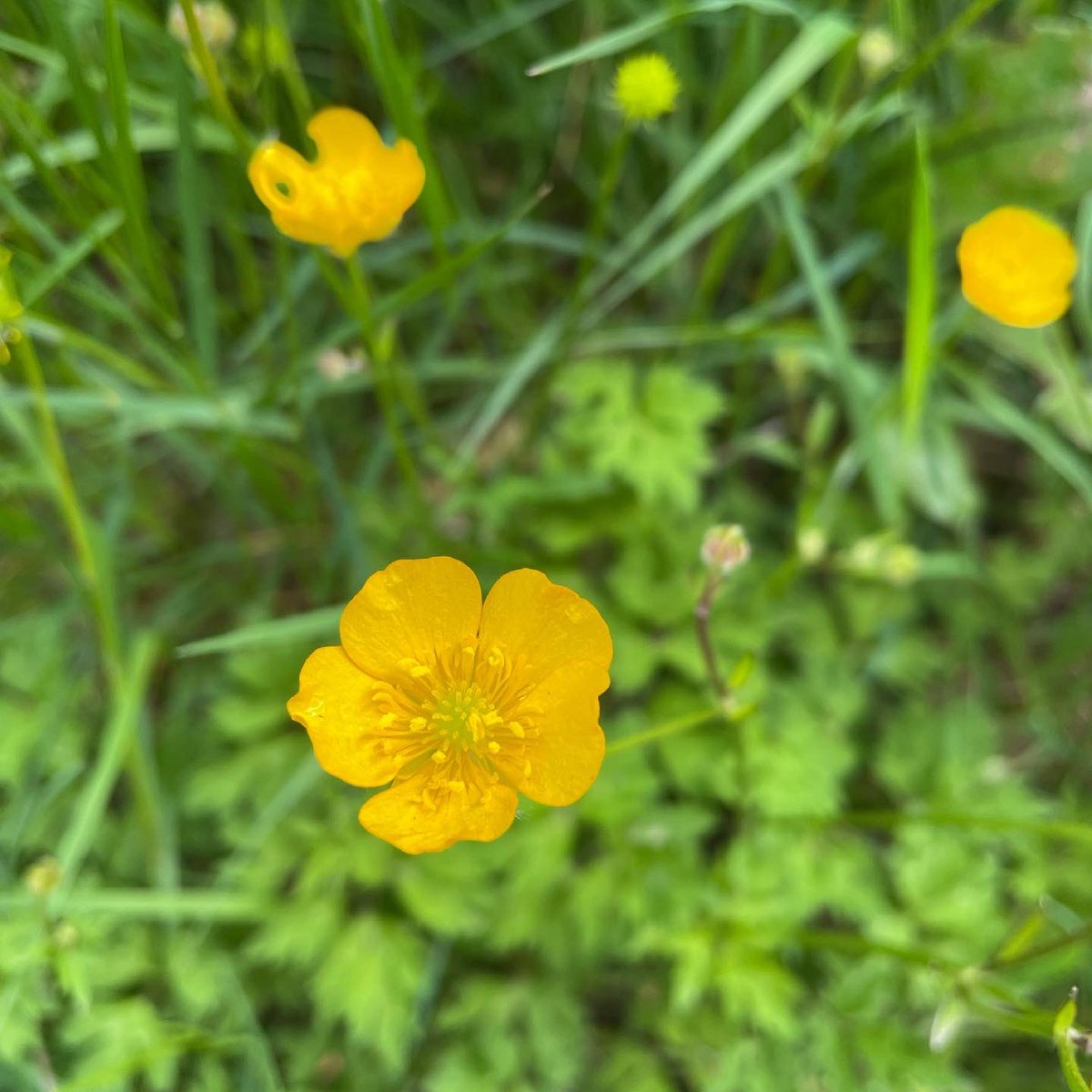 We might be a bit behind with the temperatures but nature is sure catching up. Wild flowers everywhere at Muiravonside. #muiravonsidecountrypark #countrysideranger #wildflowers #nature #insects #habitat #insectfood