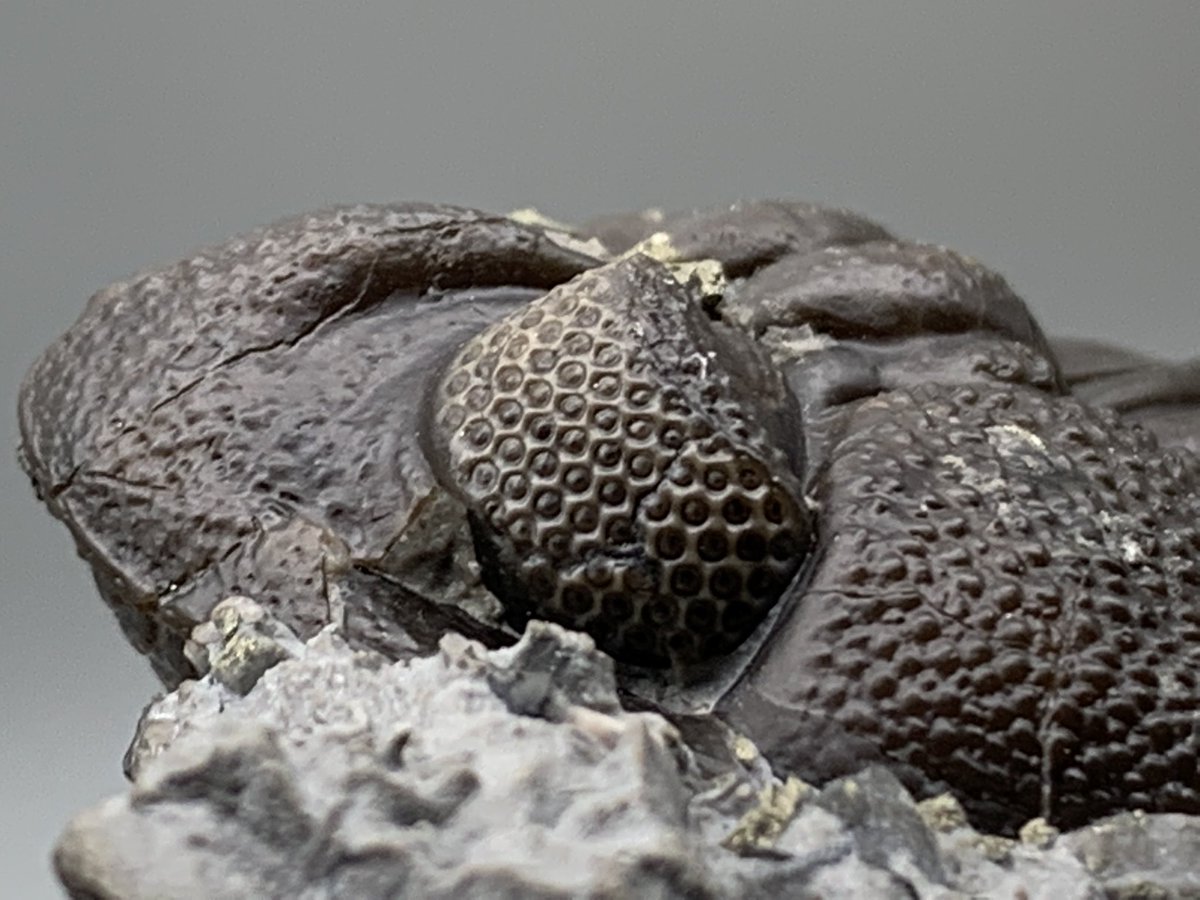 dr_dappleton's tweet photo. Can’t forget #FossilFriday right ? Let’s start with a killer #naturalassociation #fossil of a #phacops #trilobite and a #pyritized #spirifer #brachiopod from Ohio #fossils #paleontology #photography #nature #fossils https://t.co/XpjT2jkgpU