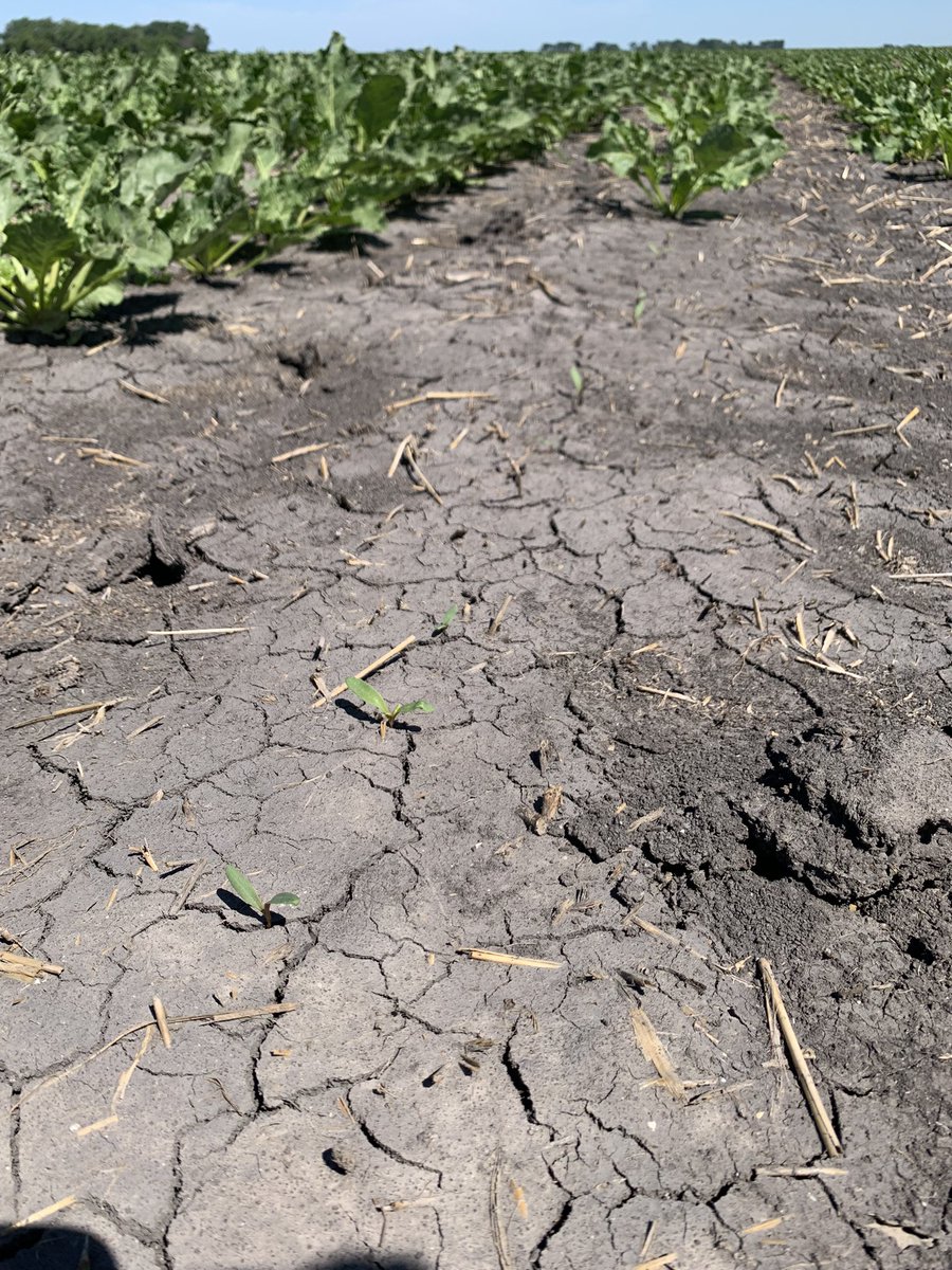 These Sugar Beets were planted on May 2. Finally emerging in the gaps after getting rain last week.