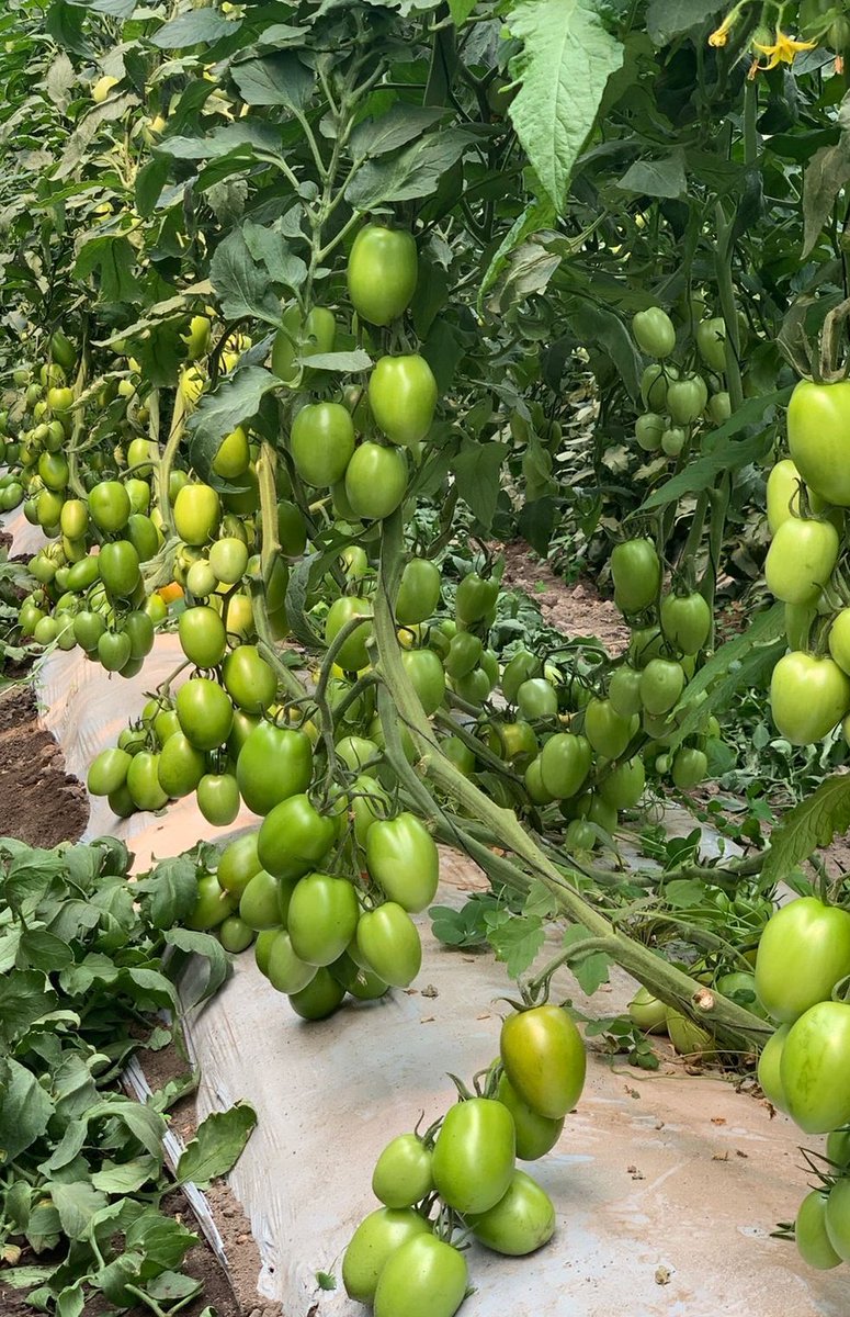 ConEsequiel's tweet photo. La tecnología aplicada a la agricultura contiene el pilar de los altos rendimientos, el monitoreo satelital controla tiempos de riego, humedad de suelos, nutrientes y más recursos para el productor @el_BID @Agenda2030MX @FAOMexico @lopezobrador_ @alfredodelmazo @FIRA_Mexico https://t.co/3iPbGkJCr2