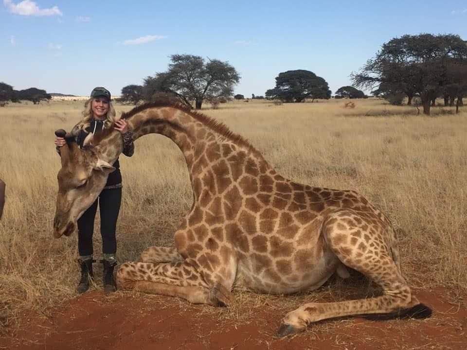Xpose Trophy Hunting (@xposetrophyhunt) on Twitter photo There’s something just so inherently wrong about killing giraffes for fun. As <a href="/rickygervais/">Ricky Gervais</a> says:
“Well done. You managed to shoot a stationery, 14 foot peaceful creature with a high velocity rifle. Very sporting.”
🙏🏼 retweet if you want trophy hunting BANNED
#BanTrophyHunting There’s something just so inherently wrong about killing giraffes for fun. As <a href="/rickygervais/">Ricky Gervais</a> says:
“Well done. You managed to shoot a stationery, 14 foot peaceful creature with a high velocity rifle. Very sporting.”
🙏🏼 retweet if you want trophy hunting BANNED
#BanTrophyHunting