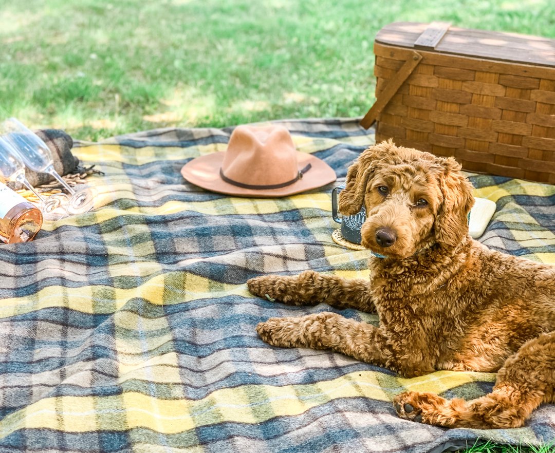 It’s both Friday and International Picnic Day! We are so excited that our new Topo Pino Camp Collection picnic blankets arrived right in time. They are a soft recycled wool finished with a waterproof backing. Our puppy Chloe loves the picnic blankets as much as we do! 🌲