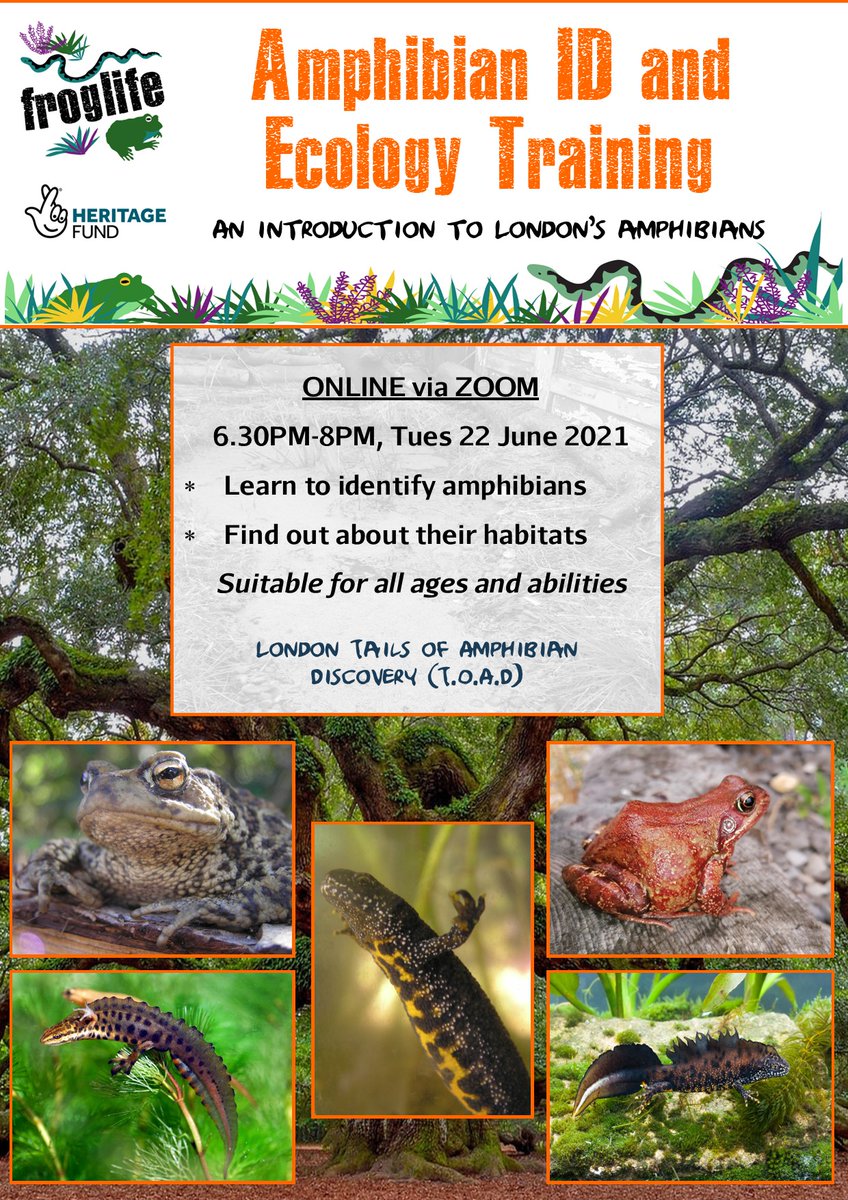 froglifers's tweet photo. Learn to identify the #amphibian 🐸 species that reside in #London, as well as about their basic #ecology. This training session will cover both native and non-native species, and is suitable for beginners. SIGN UP HERE 👉 https://t.co/dhJ0l0pQr4 @LondonARG @LondonNPC @ucl https://t.co/wHF3ROp4yn