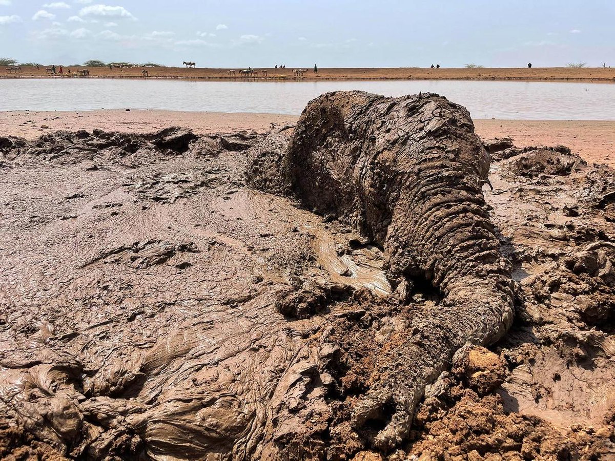 NRT_Kenya's tweet photo. Images by @kieranavery.

Another incredible rescue of a young female elephant stuck in thick mud by our team, @kwskenya, @loisaba_conservancy and community members in Nannapa Conservancy, Oldonyiro. 

#rescue #elephants #ele #NorthernKenya #saveelephants https://t.co/sQI0bas27q