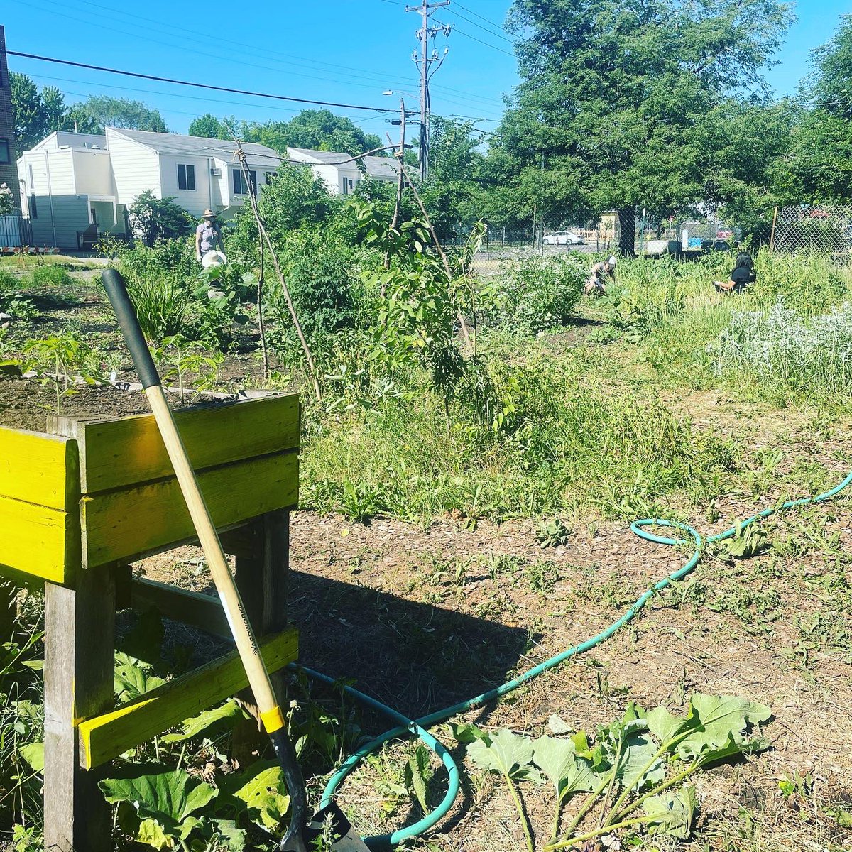 We’ve got some good stuff growing at Mashkiikii Gitigan! @IHB_Minneapolis