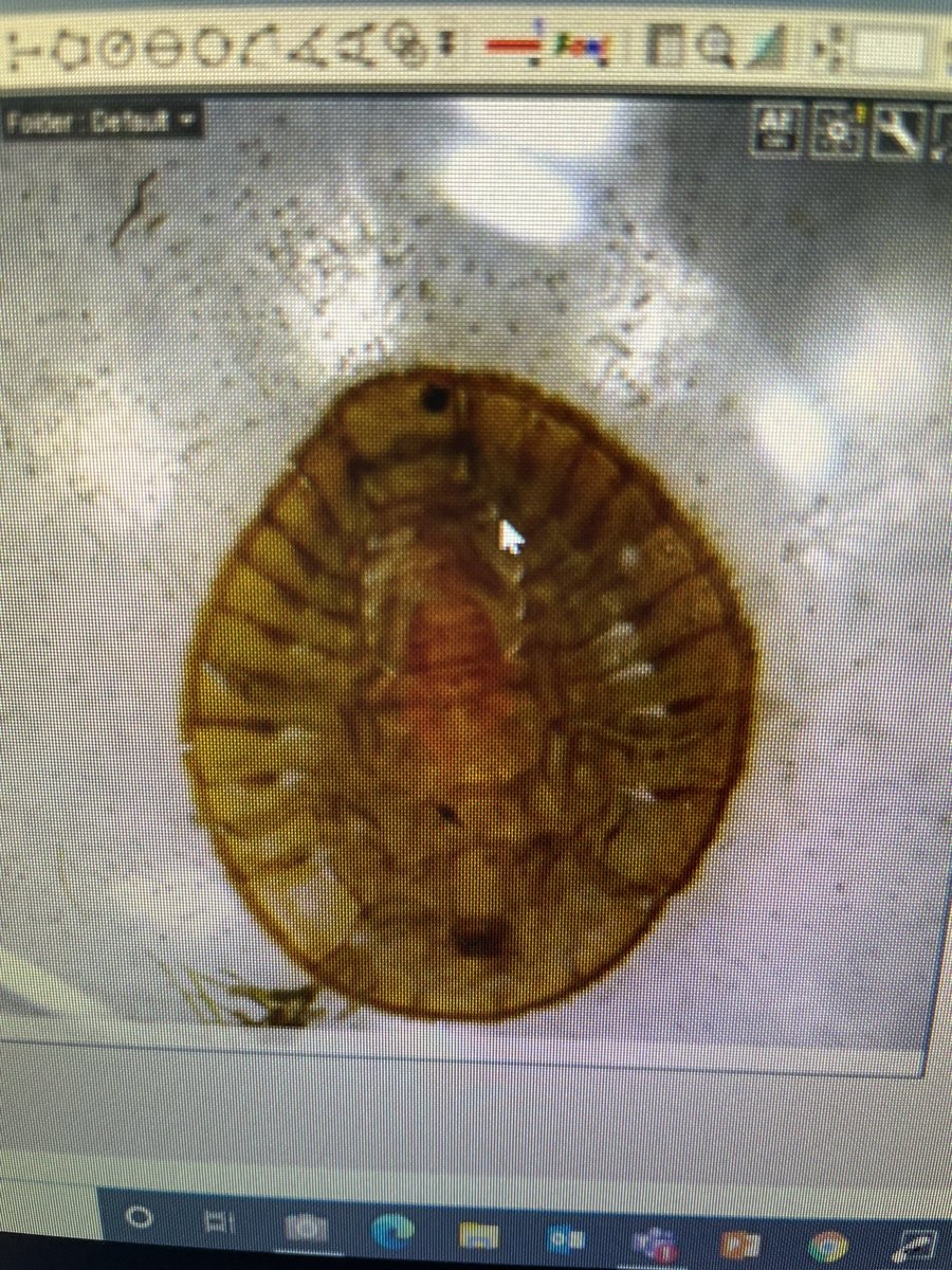 Brittany MacPherson tweet media