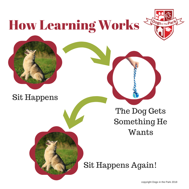 DITPGuelph's tweet photo. One of the most important tools in dog training: learn what your dog loves and use it as a reward to capture behaviours YOU love. https://t.co/EsONSIoiMk