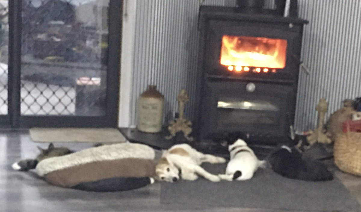 Mel1Hume's tweet photo. It’s freezing here in Australia, but 3 dogs and a cat have the best spot! https://t.co/7jh6lnIMOo