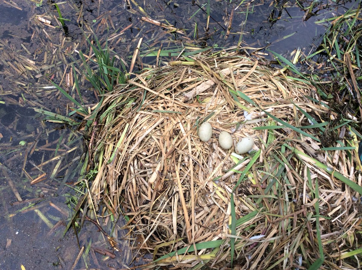 BeechClass_RE's tweet image. 