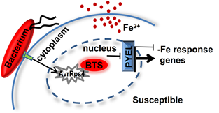 Plant Science Research Weekly -- A bacterial effector targets a plant iron sensing protein, and benefits pathogen growth (Plant Cell) <a href="/ParkerLab_MPIPZ/">Parker Lab</a>  <a href="/GittaCoaker/">Gitta Coaker</a> <a href="/laplap10/">Dmitry Lapin</a> (Summary by Marlo Hall <a href="/marloXplants/">Marlo Hall</a>) buff.ly/3gvT3nz