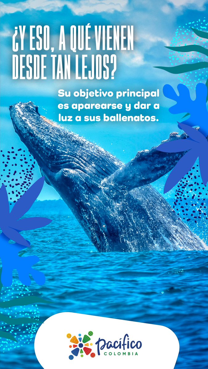 PacificoCol's tweet photo. #ElPacíficoSabeA esas cosas que te gustan ¡Visítalo! https://t.co/f5qlysEvGi