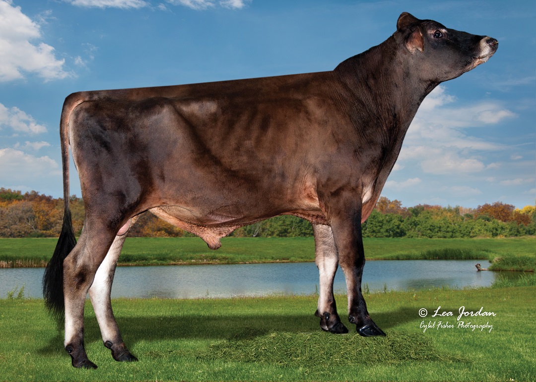 Homozygous polled and A2A2 - oh my! 
New release, 1JE07142 DIRRELL-PP{4} stands at +369 ICC™ with +249 Milk and +69 CFP. Take a look at this trendsetter --> bit.ly/1JE07142