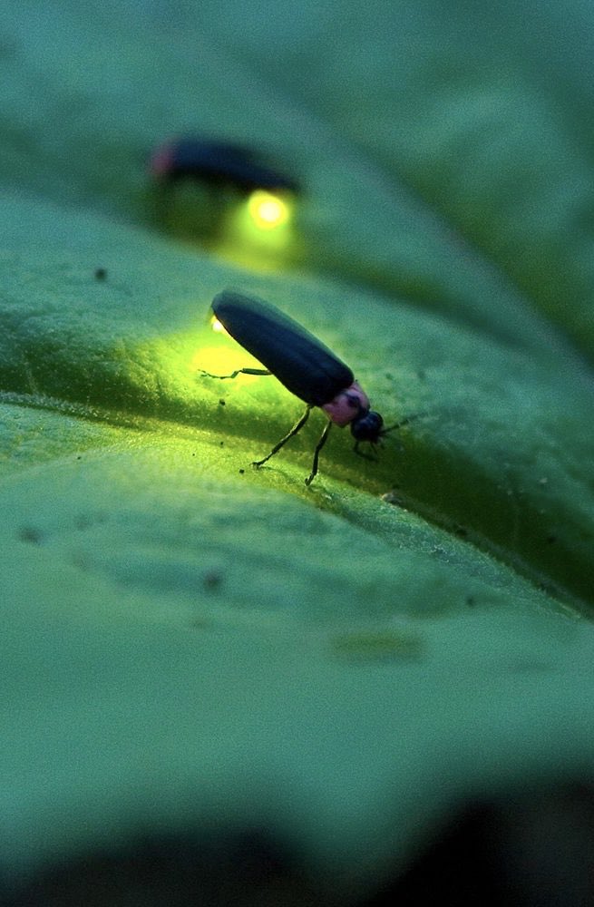 ddofinternet's tweet photo. These are called Lightning bugs...NOT Fireflies.

These bugs flash like lightning 🌩 

Fire does not flash 🔥 

End of debate. https://t.co/2kxPzfuiwt