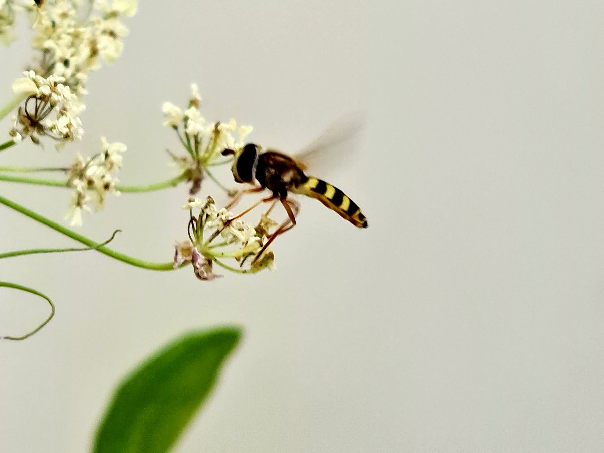 Very impressed with the full zoom on the new phone... #Samsung #GalaxyNote20Ultra