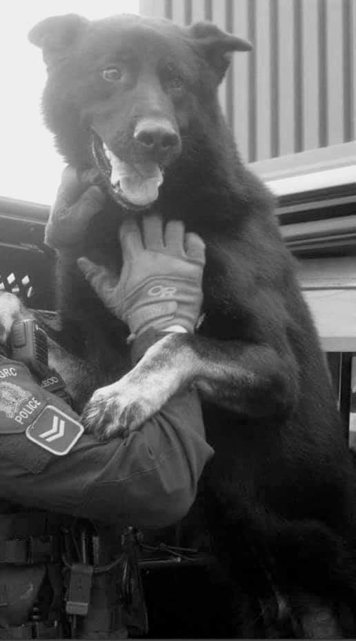 RCMP Newfoundland and Labrador tweet media