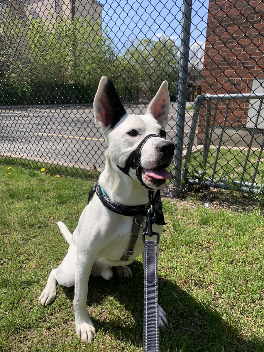 EmeraldBrNAHT's tweet photo. Elvin can’t help but always have his big #EarsToVets @dog_rates https://t.co/f5T92tPLUg