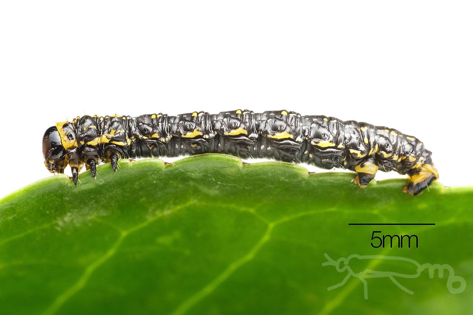 Mouuuusa なんとなくユウマダラエダシャクの幼虫を育てていたのですがマサキ の葉を集団でたくさん食べて いつの間にか蛹になっていました 害虫と呼ばれてる虫は生命力が強いですね T Co J9goaod6zd Twitter Mouuuusa なんとなくユウマダラエダシャクの幼虫を育てていたのですがマサキ の葉を集団でたくさん食べて いつの間にか蛹になっていました 害虫と呼ばれてる虫は生命力が強いですね T Co J9goaod6zd Twitter