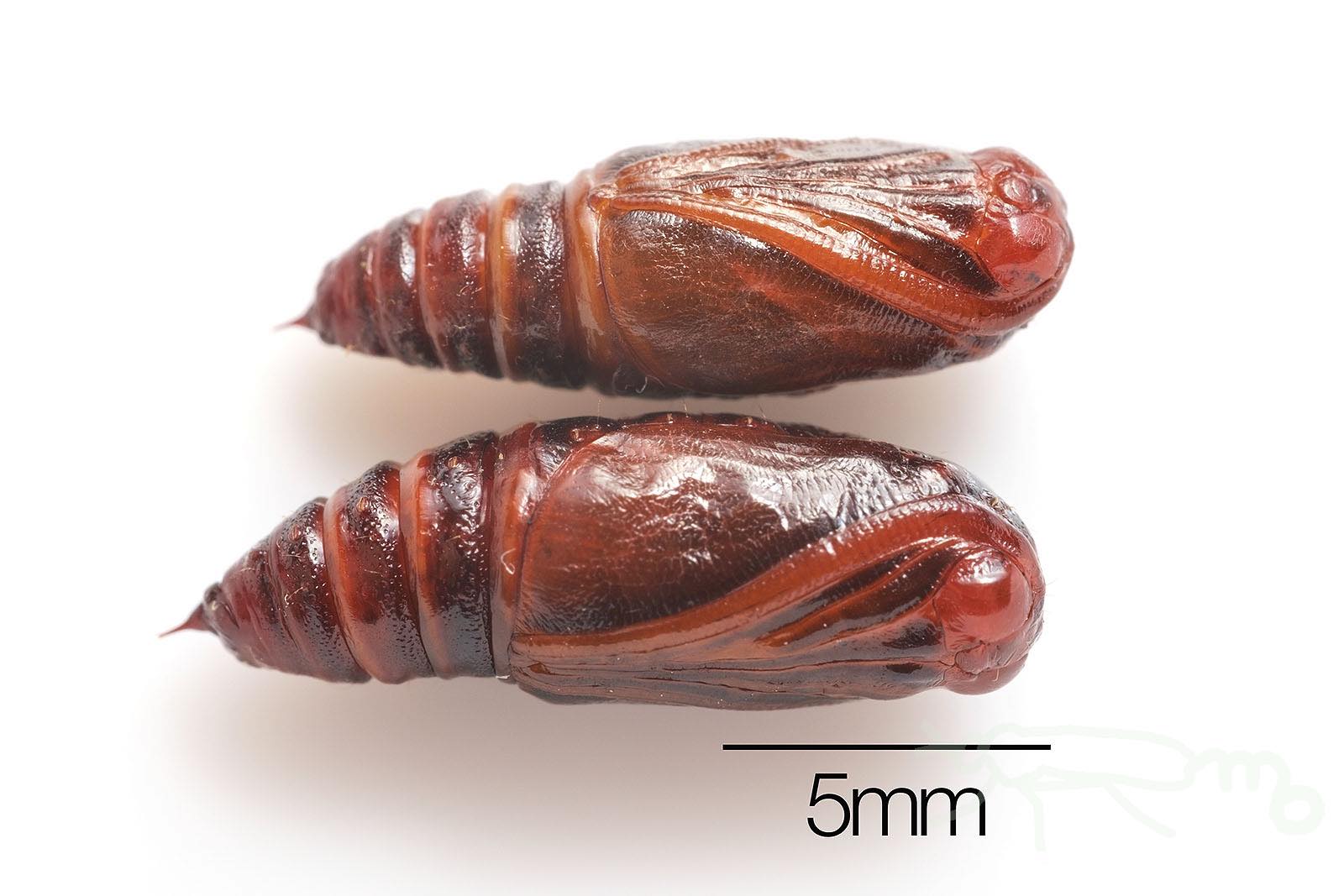 Mouuuusa なんとなくユウマダラエダシャクの幼虫を育てていたのですがマサキ の葉を集団でたくさん食べて いつの間にか蛹になっていました 害虫と呼ばれてる虫は生命力が強いですね T Co J9goaod6zd Twitter