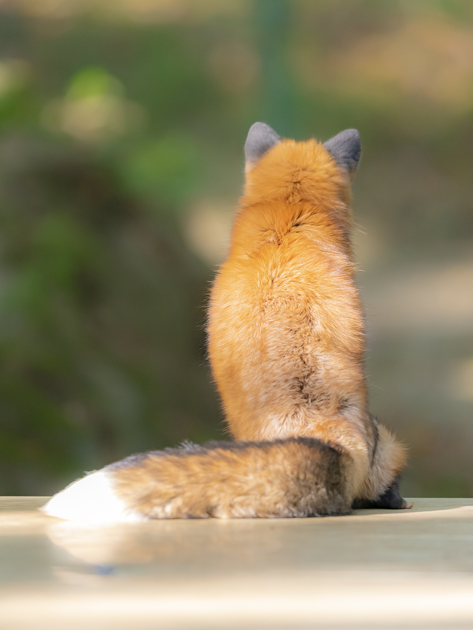 るいず キツネしっぽは発光体 キツネ村 T Co Pglnsuchua Twitter