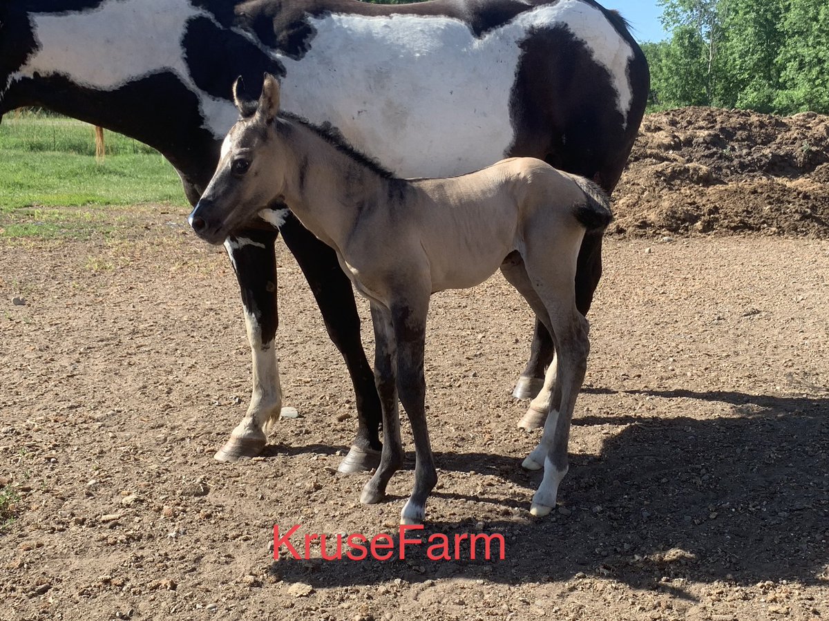 Slim is a brand new grullo colt just born this morning. Priced at $4000 or will look at a offer. <a href="/farm_kruse/">KruseFarm</a> <a href="/CircleGallop/">GallopCircle</a> <a href="/CircleEquine/">EquineCircle</a> <a href="/APHAnews/">American Paint Horse</a>