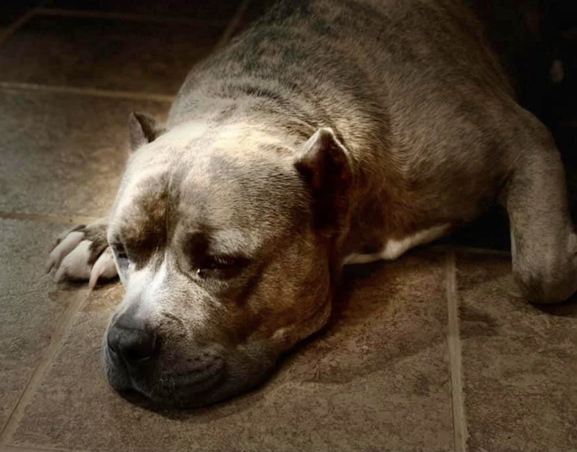 #TX #ABILENE
🆘URGENT APPEAL FOR FOSTERS/ADOPTER Abilene Shelter is over capacity &amp; desperately needs help! Pls consider #Fostering a dog for a few weeks &amp; help prevent euthanasia running for space! Or #ADOPT #RESCUE So many gorgeous dogs have nothing &amp; no one-pls be their hero!