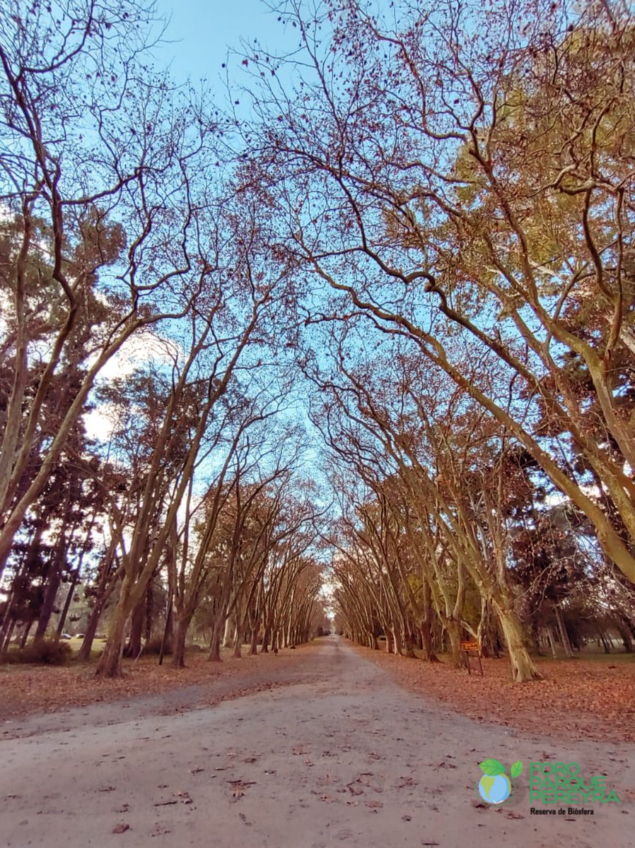 ForoParque's tweet image. "Caminos de los Plátanos", ideal para pasear en estas tardes de otoño. 🍂😍

#ParquePereyra #Parque #Pereyra #Caminos #CaminosdelosPlátanos #Naturaleza #medioambiente #otoño #otoñal #ForoParquePereyra
