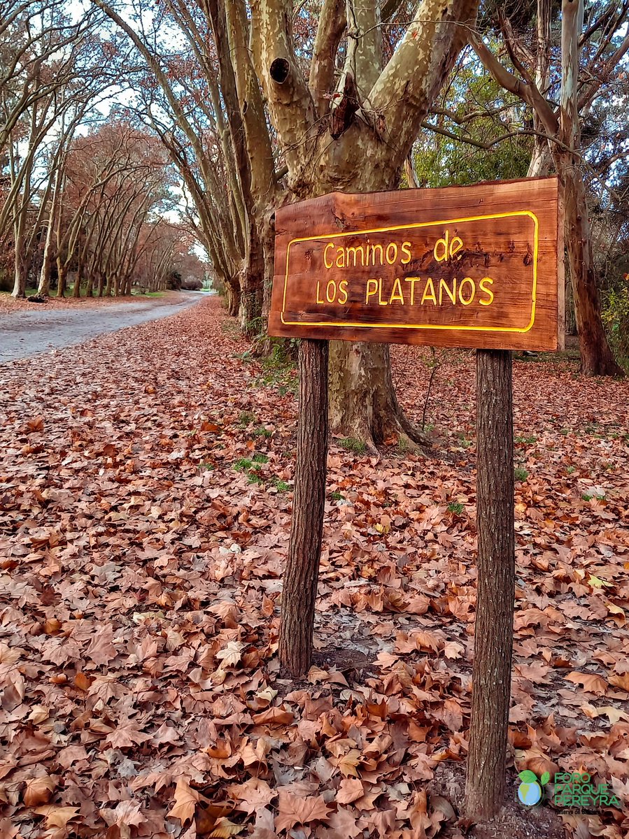 ForoParque's tweet image. "Caminos de los Plátanos", ideal para pasear en estas tardes de otoño. 🍂😍

#ParquePereyra #Parque #Pereyra #Caminos #CaminosdelosPlátanos #Naturaleza #medioambiente #otoño #otoñal #ForoParquePereyra