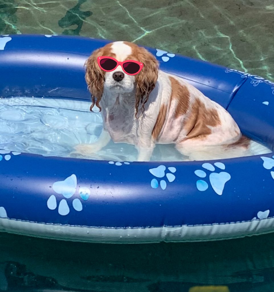 TarHeelBruin's tweet image. Swimming in her 🐶#poolcandy float

It’s only 121 degrees ☀️