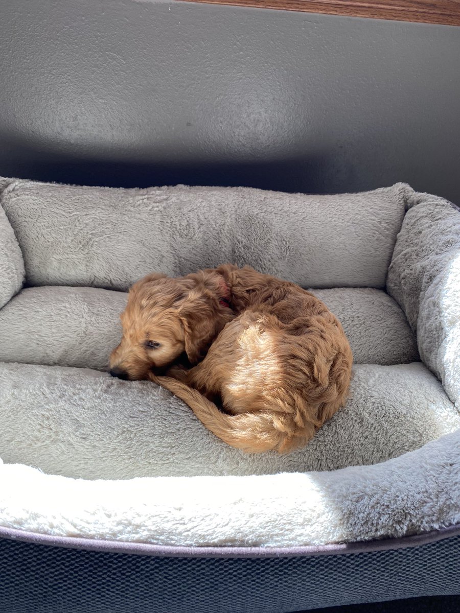 Jumping on fog Twitter with Rosie!