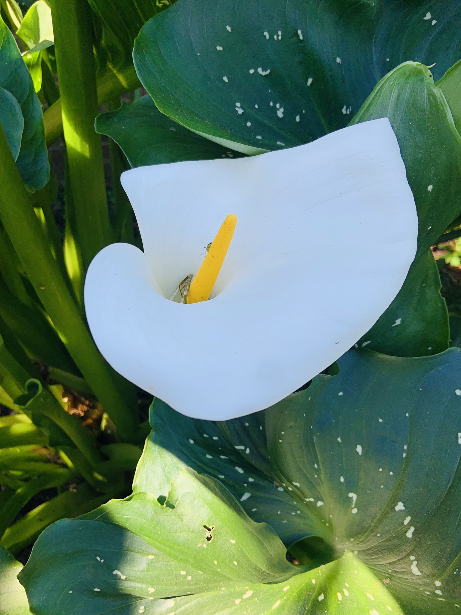 ট ইট র ルバーブの図書館 London Ver カラー 学名 Zantedeschia Aethiopica 英語名 Calla Lily 花言葉 若さ 純粋無垢 散歩道に咲く キリッとした立ち姿に 惚れ惚れする私 花のある暮らし 写真で伝える私の世界 イギリス T Co Gxqryfoq7l