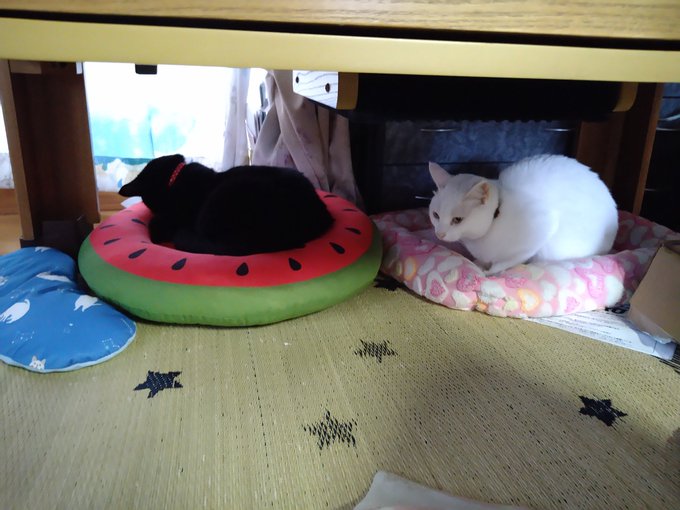 画像まとめ 白猫プロジェクト Zero Chronicle 日付順 4ページ目 アニメレーダー