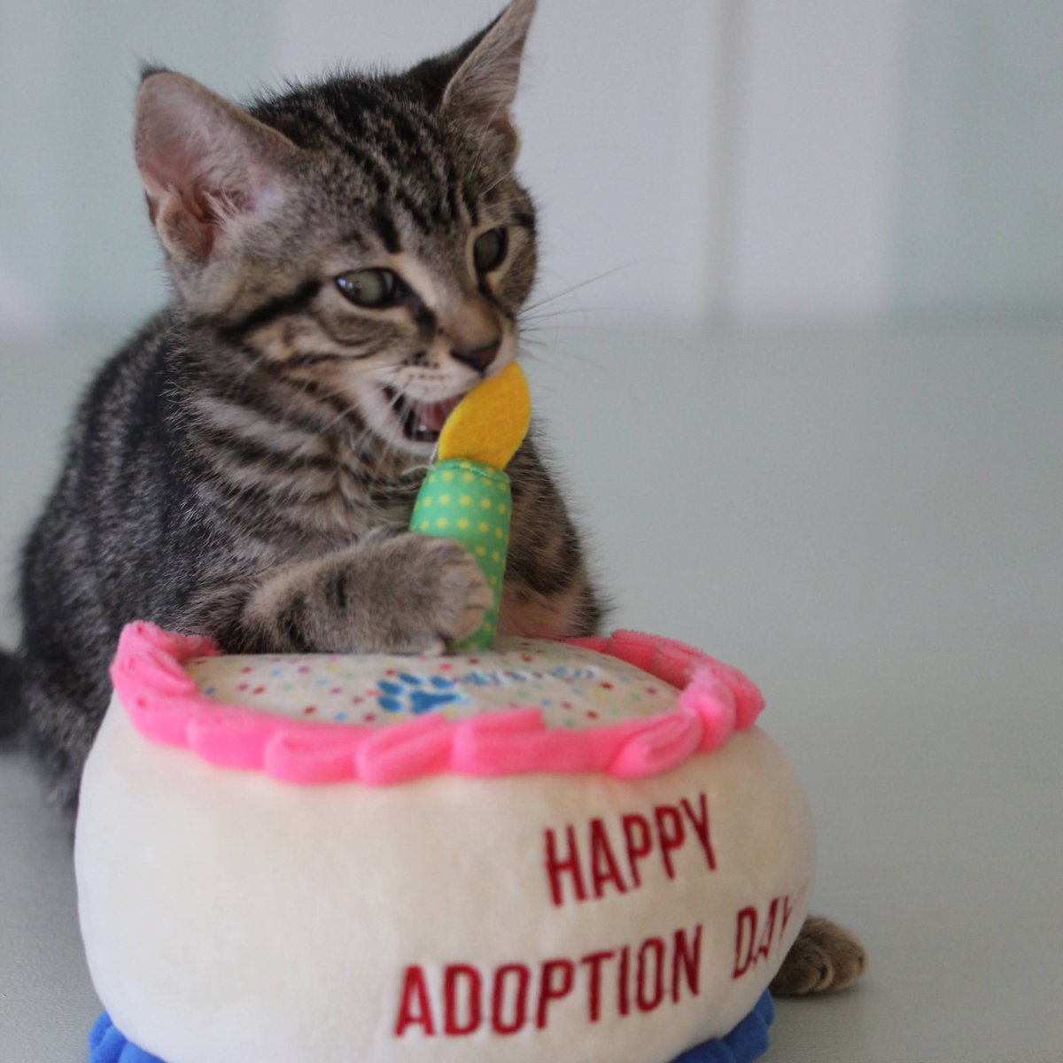 Monkey found a forever home! Congratulations to this sweet girl and her family 😻