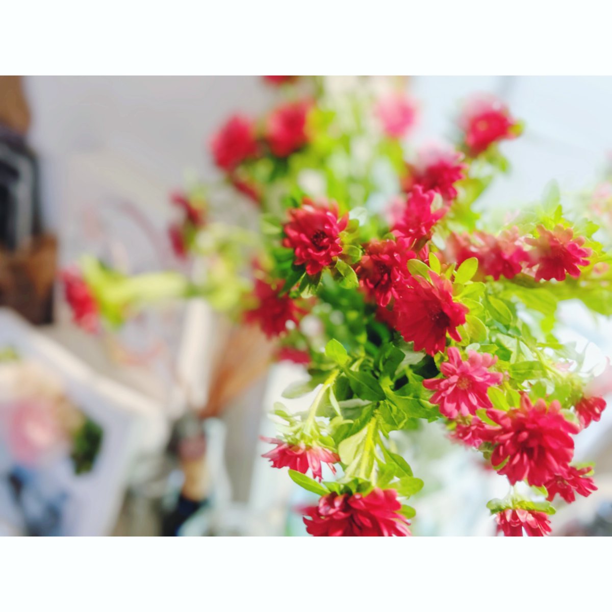 nekoashi_natsu's tweet photo. #flower
#forGiulia😺🌈💖 #photography #nekoashinatsugramRIPGiulia https://t.co/ClyIh7r5EM