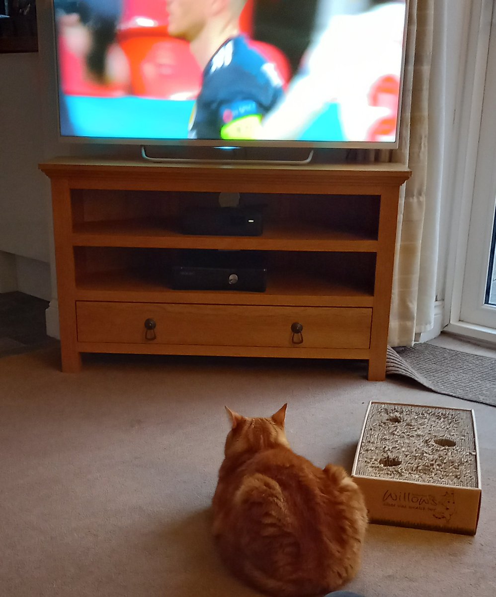shdool123's tweet photo. Monty has joined us to cheer England on 🏴🐾🧡 #ComeOnEngland #EnglandvsScotland #CatsOfTwitter #CATSUNITED #cats https://t.co/A7lgD407Vc